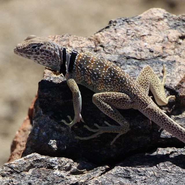 a colorful lizard on a rock