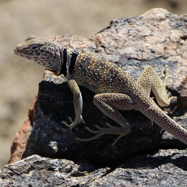 Animals - Joshua Tree National Park (. National Park Service) Animals - Joshua Tree National Park (. National Park Service)