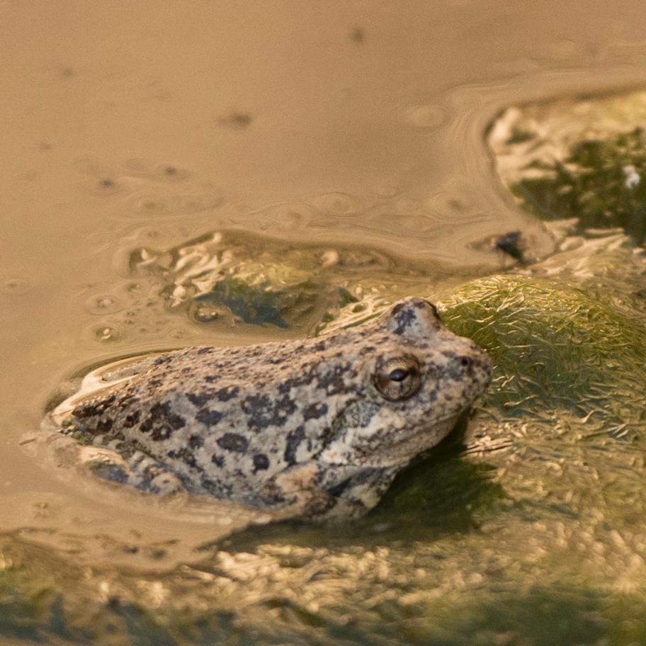 a spotted frog peeks out of the water at the edge of an algae patch