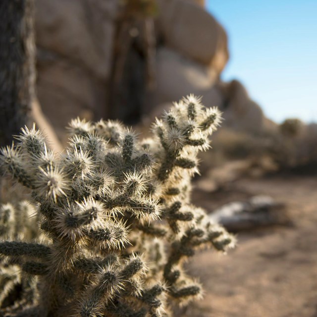 Color photo of silver cholla backlit by sunset.