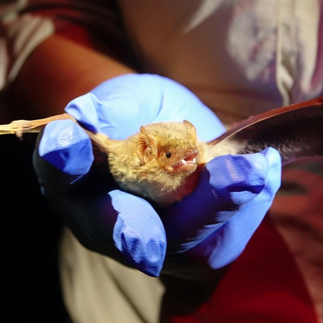 Western yellow bat with outstretched wings, held in scientist's gloved hand.