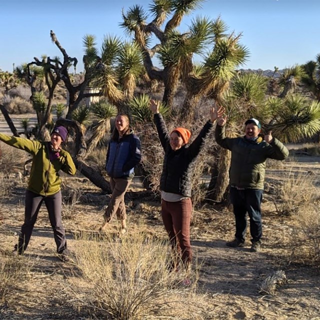 Group of five vegetation monitoring staff pose for fun photo with Joshua trees.