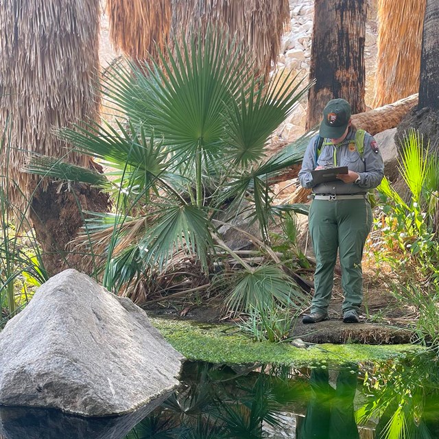 Woman in National Park Service uniform stands near spring pool under palm trees and takes note