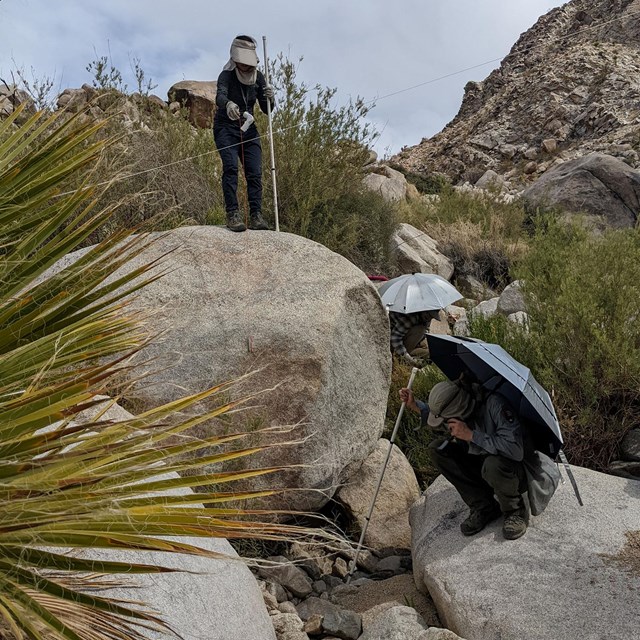 One field scientist on large rock near measuring tape, and two others on ground under umbrellas.