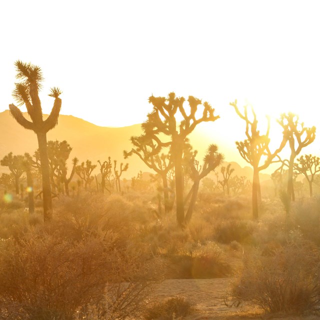 A group of Joshua trees glow in the light of the setting sun at Hall of Horrors.