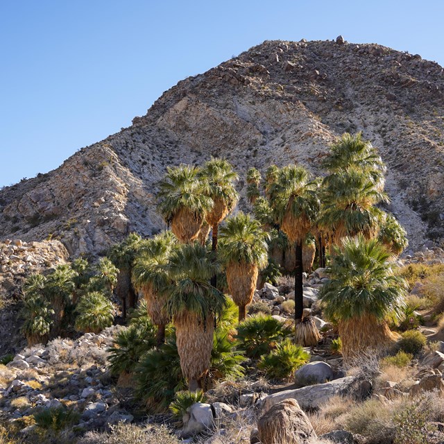 A group of fan palms in a canyon