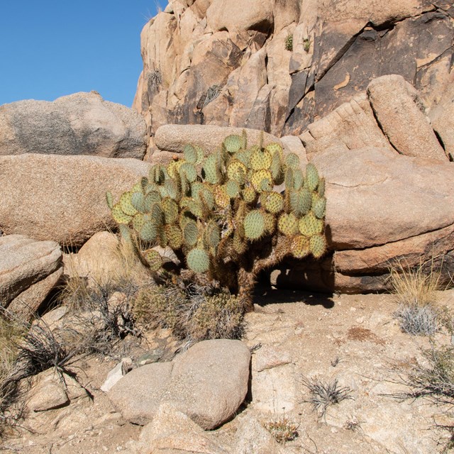 Pricklypear amongst the boulders.