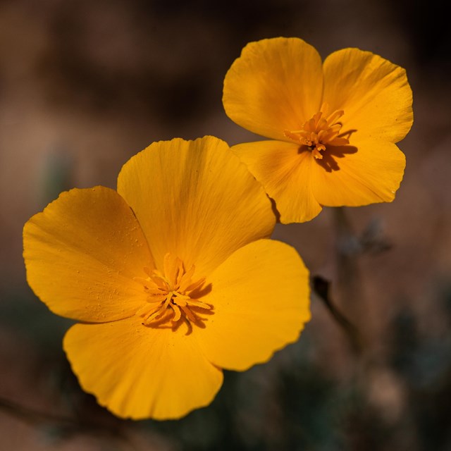 Close up of poppies.