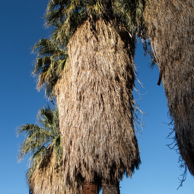 A group of palm trees with blue sky backdrop.