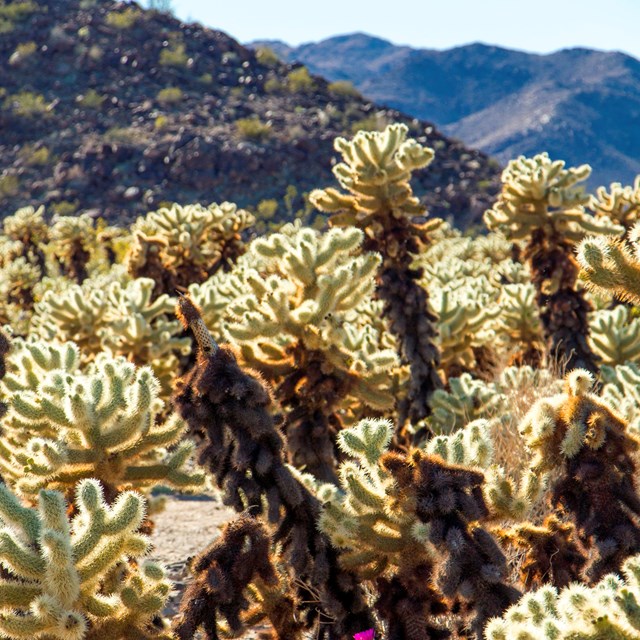 A cluster of cholla cacti with a flowering hedgehog cactus