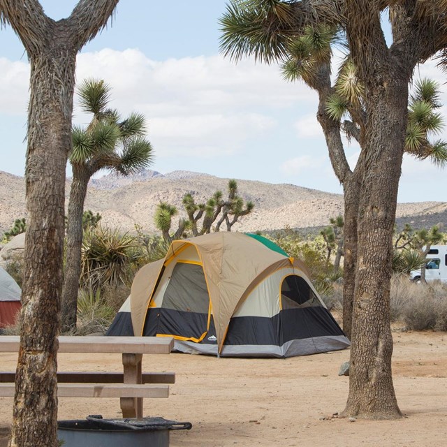 tents, a fire ring, and a picnic table among Joshua trees