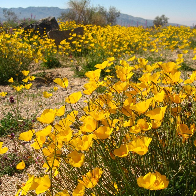 orange wildflowers with desert mountains in the background