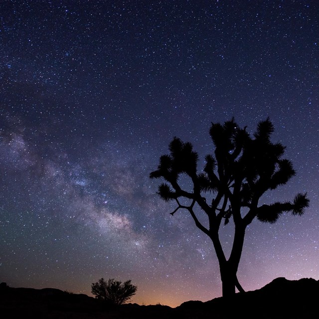 night scene with the stars of the Milky Way beyond a silhouetted Joshua tree