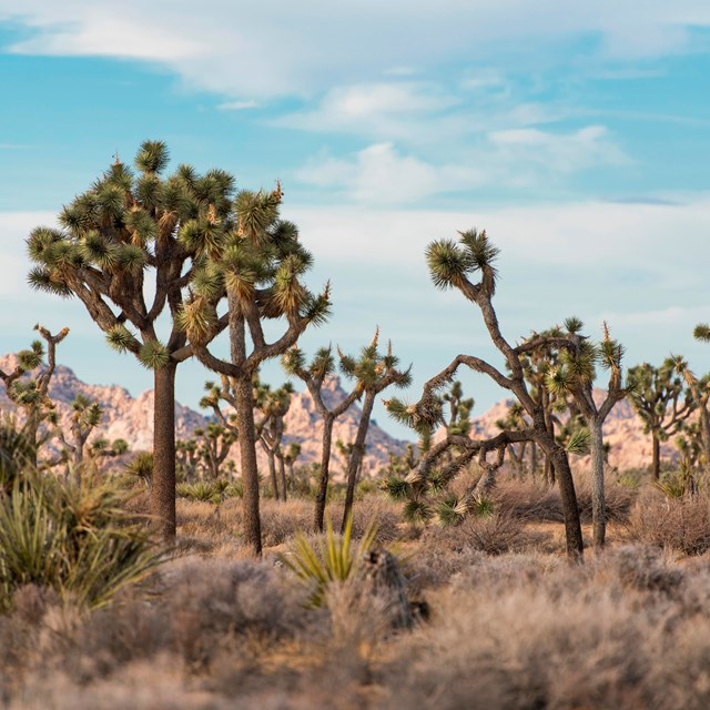 Joshua trees with rock formations and a blue sky in the background