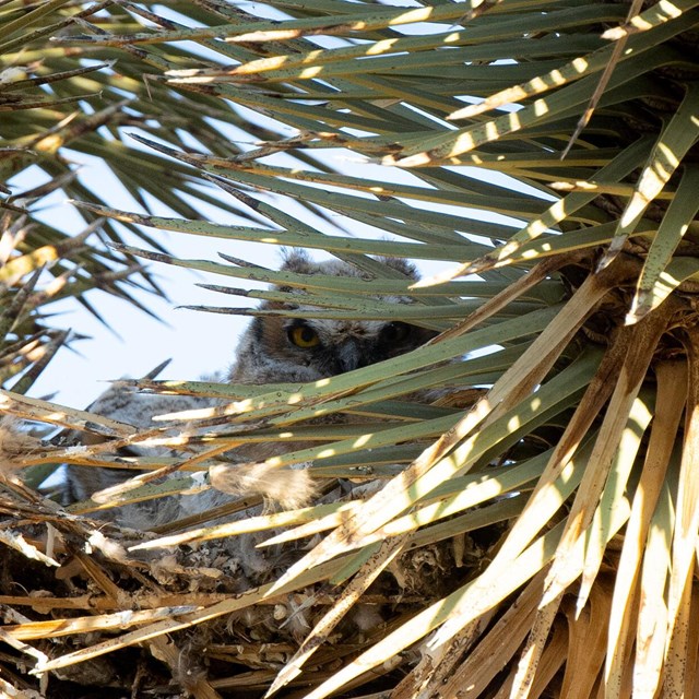 A white owl looks through the leaves of a plant in the direction of the viewer.