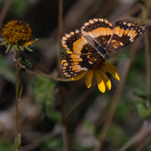 An orange and brown patterned butterfly rests on a yellow petaled flower.