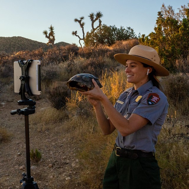 A ranger holds up a tortoise shell in front of a camera.