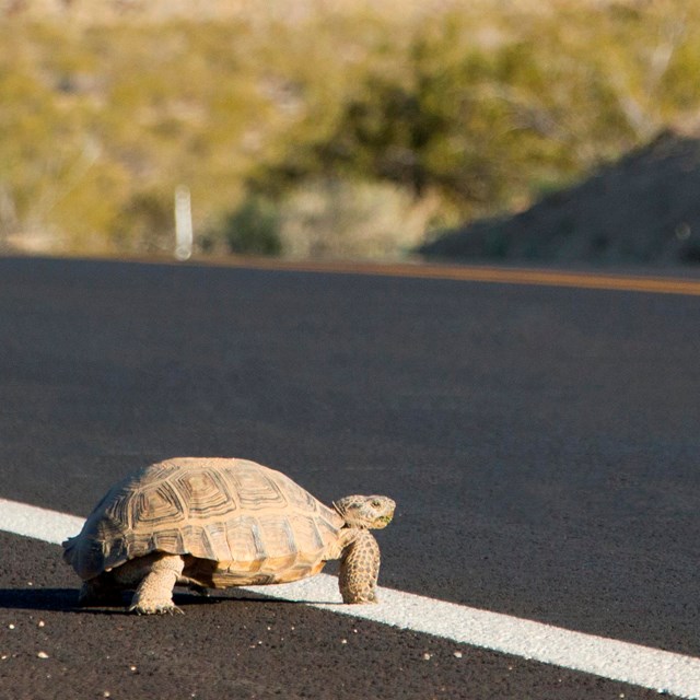 A desert tortoise crossing an asphalt road.