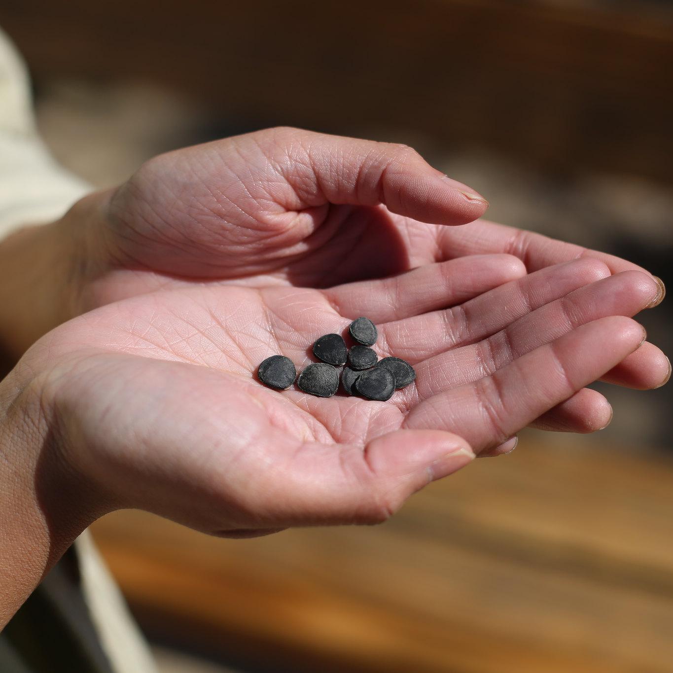 Hands holding seeds 