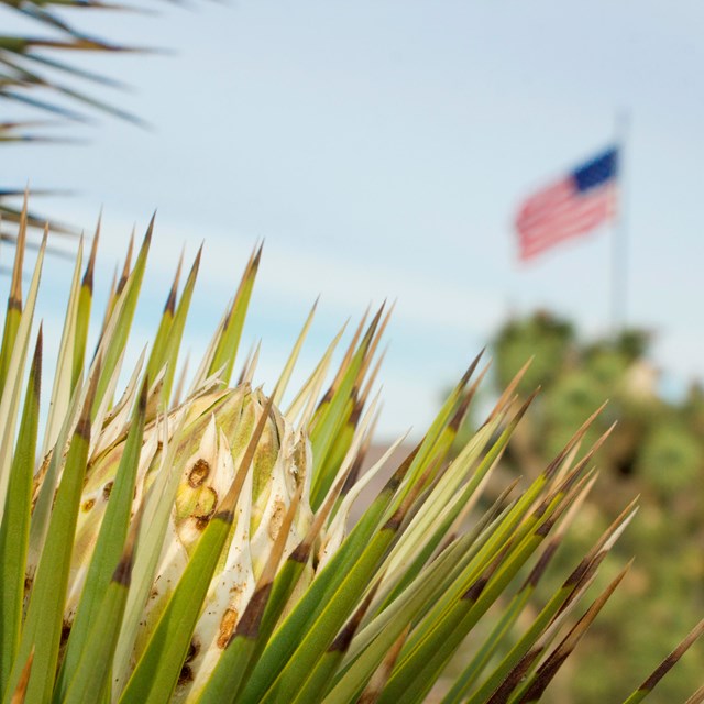 An American flag behind a Joshua tree blossom