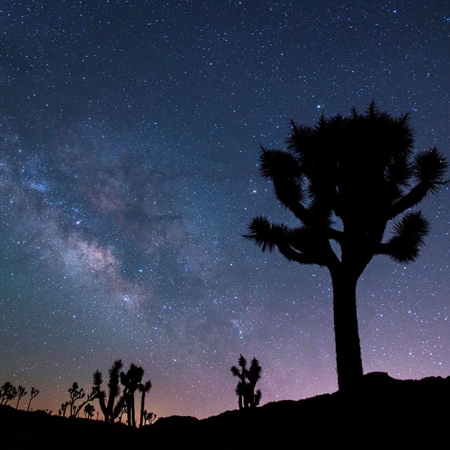 joshua trees under a star night sky