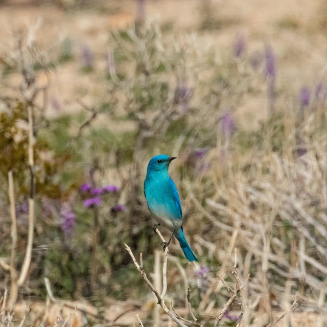 a vibrant blue bird with desert vegetation and purple flowers in the background
