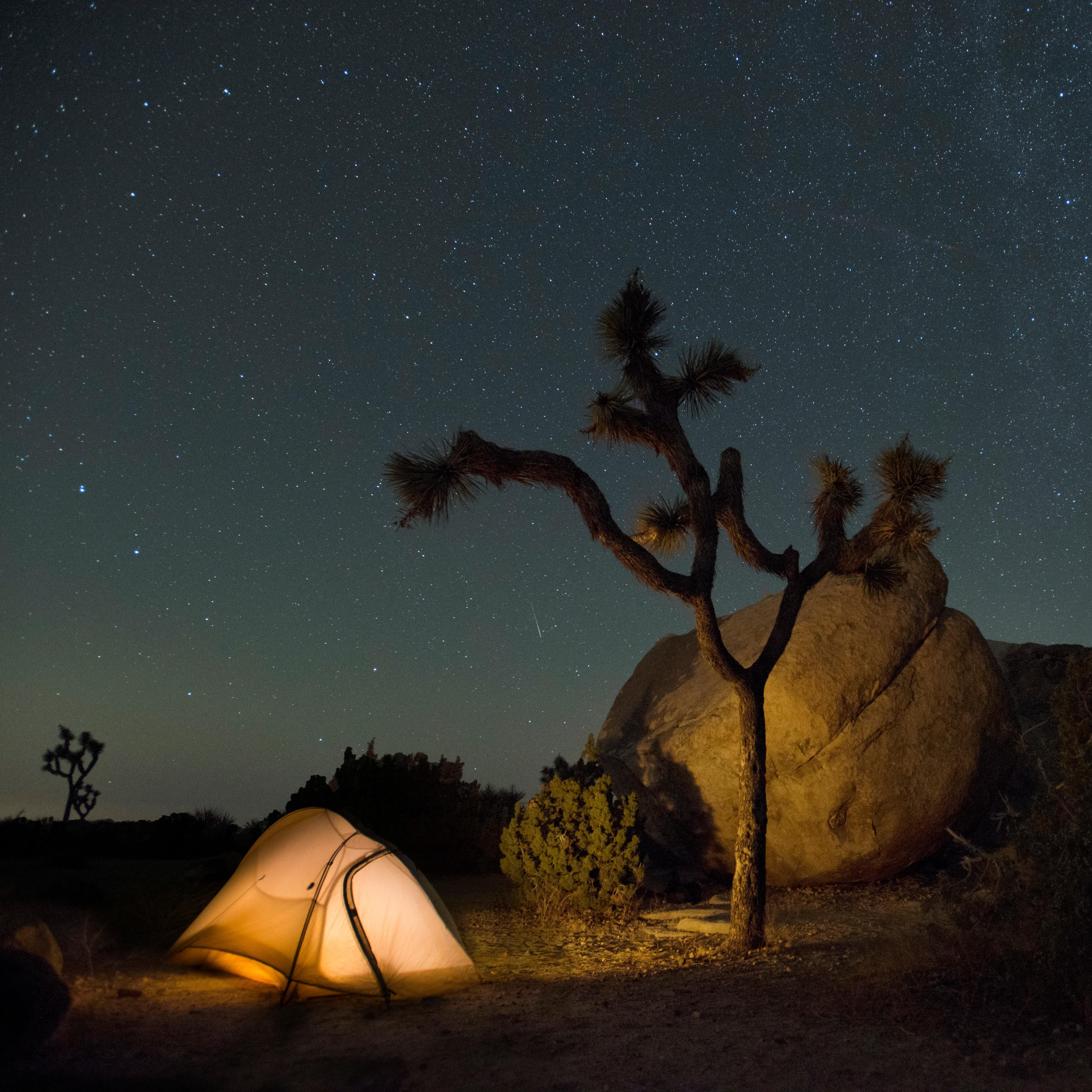 Color photo taken at night with a tent, Joshua tree, and night sky. NPS / Hannah Schwalbe
