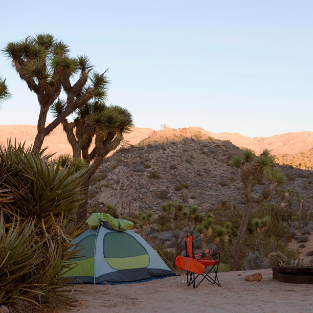 Color photo of a tent campsite set up at dusk with a Joshua tree overhead.