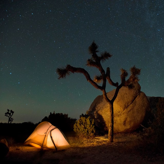 Color photo taken at night with a tent, Joshua tree, and night sky. NPS / Hannah Schwalbe