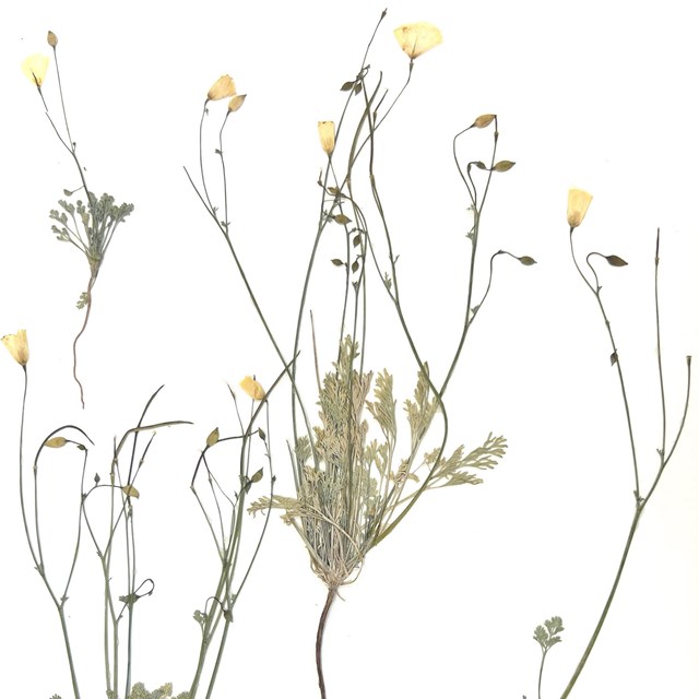 Pressed plants with Yellow Flowers