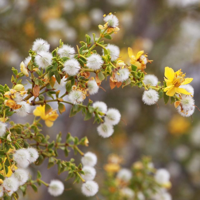 a creosote bush with small leaves and seed balls