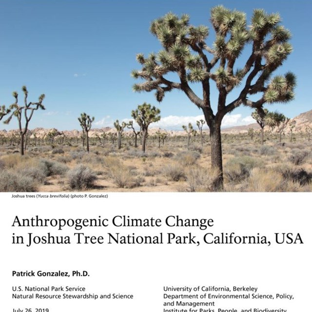The cover to a report with a picture of a Joshua tree