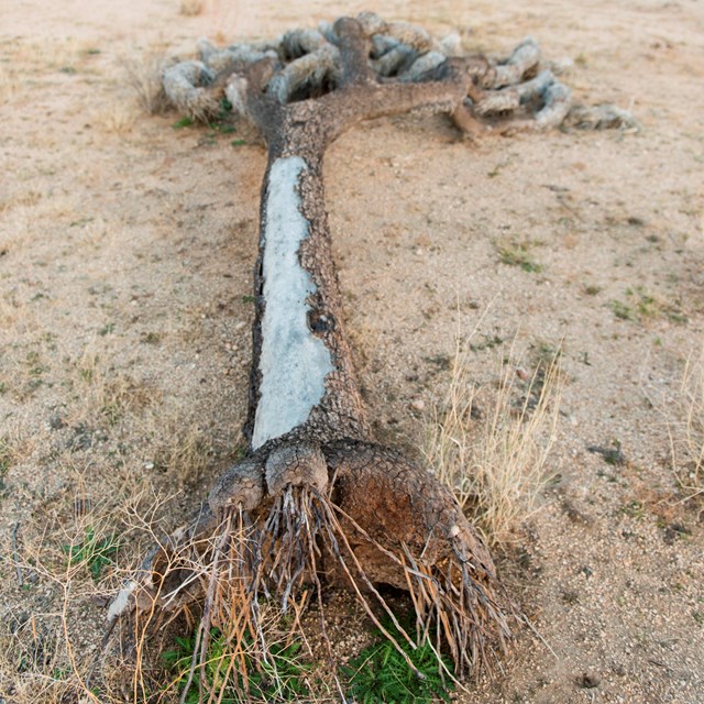 A dead Joshua tree lying on the ground