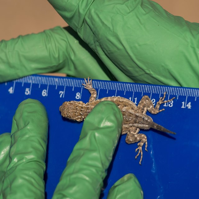 closeup of a researcher's gloved hands measuring a horned lizard against a centimeter ruler