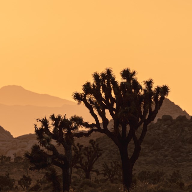 Joshua tree against mountains and a sky with hues of orange after the sun setting.