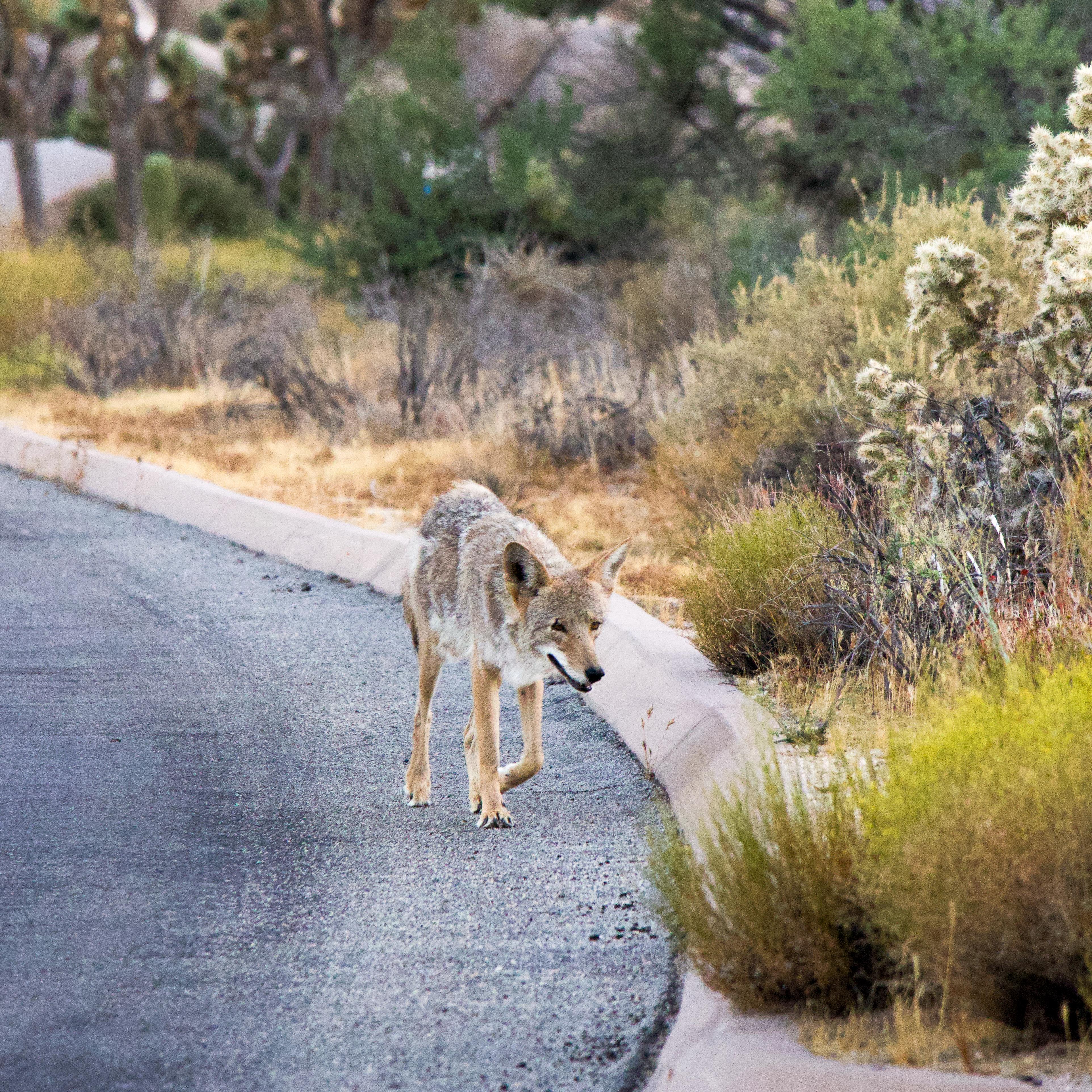 A coyote walks down a park road.