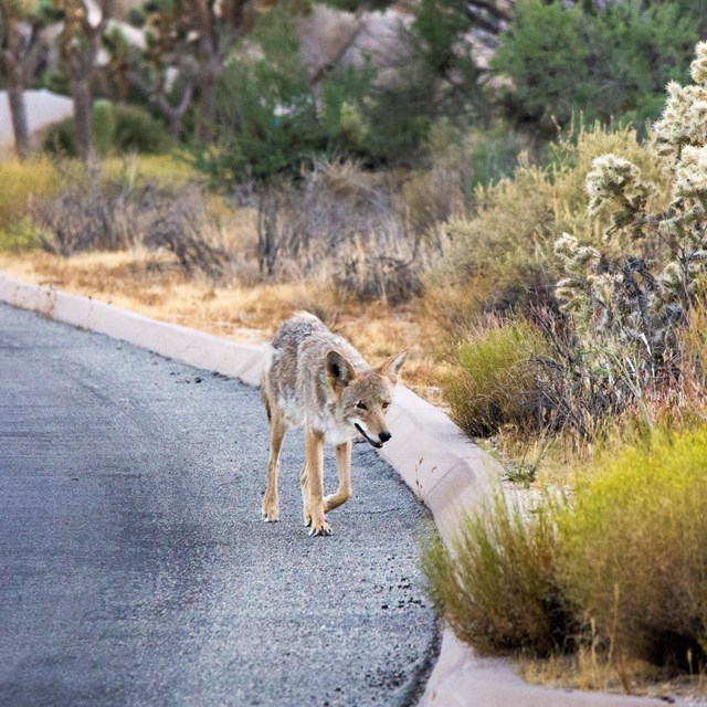 A coyote walks down a park road.