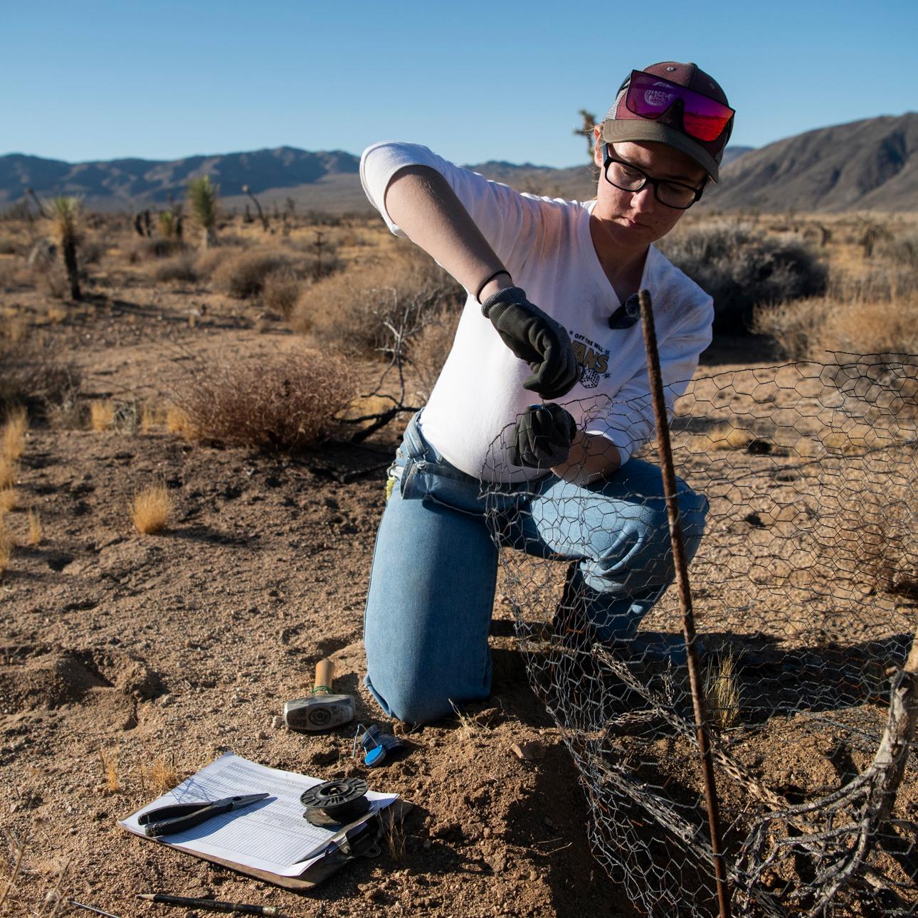 A park employee attaches a metal tag to chicken wire surrounding a berm in the desert.