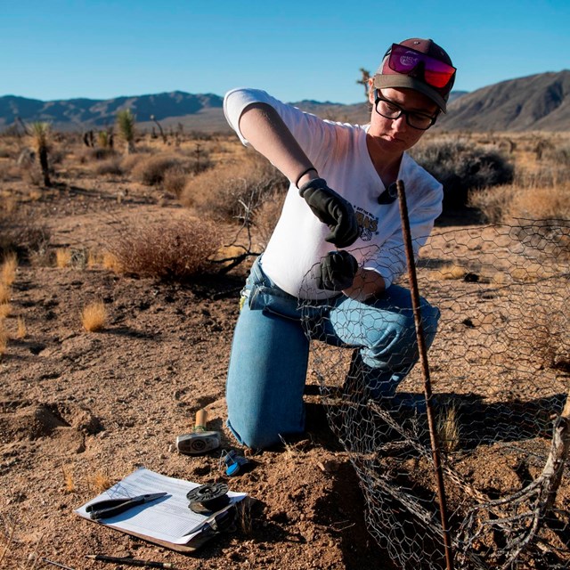 A park employee attaches a metal tag to chicken wire surrounding a berm in the desert.