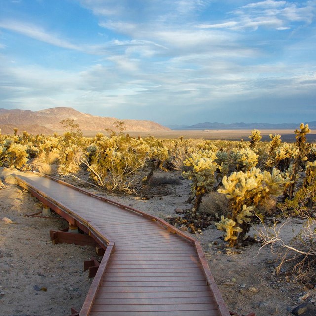 Color photo of sunlit cactus in Cholla Cactus Garden.