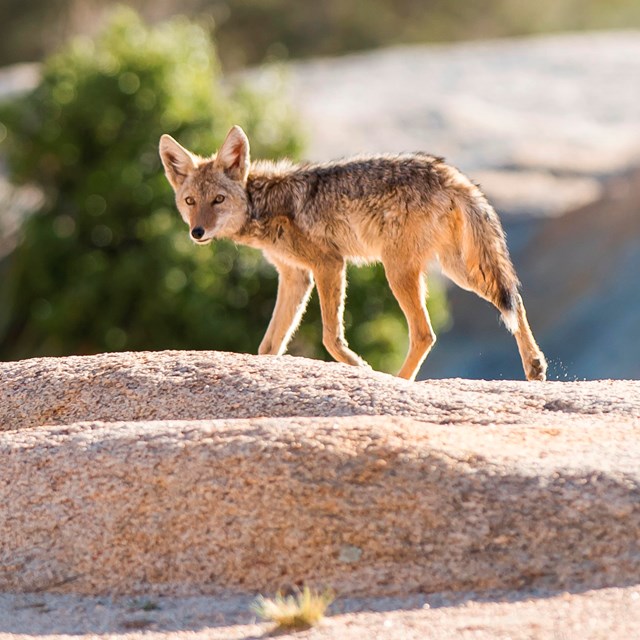 a scruffy coyote trots across open ground while looking back towards the camera
