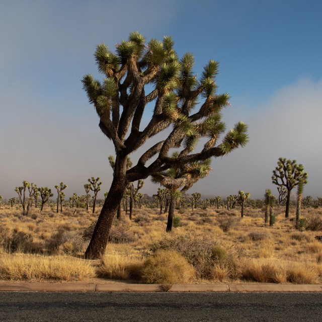 Field of Joshua trees alongside the road.
