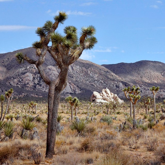 a desert landscape with Joshua trees