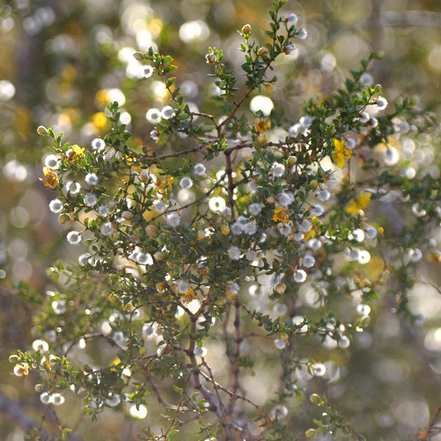 a creosote bush with small leaves and seed balls
