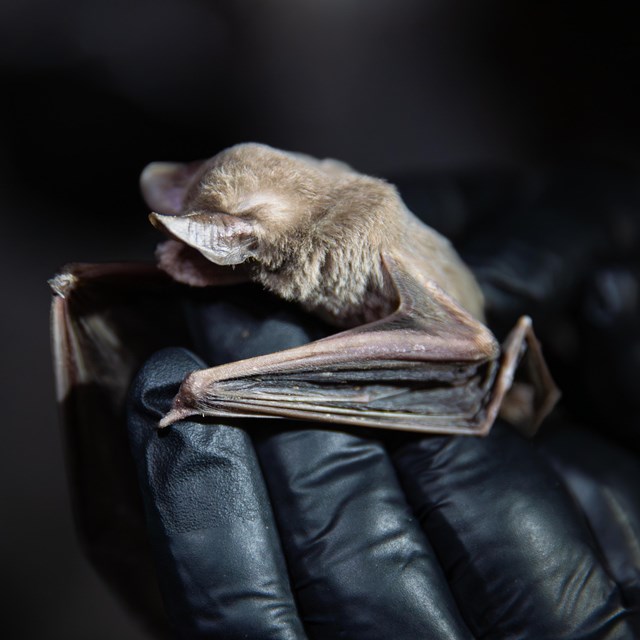 Brown bat being held by black glove