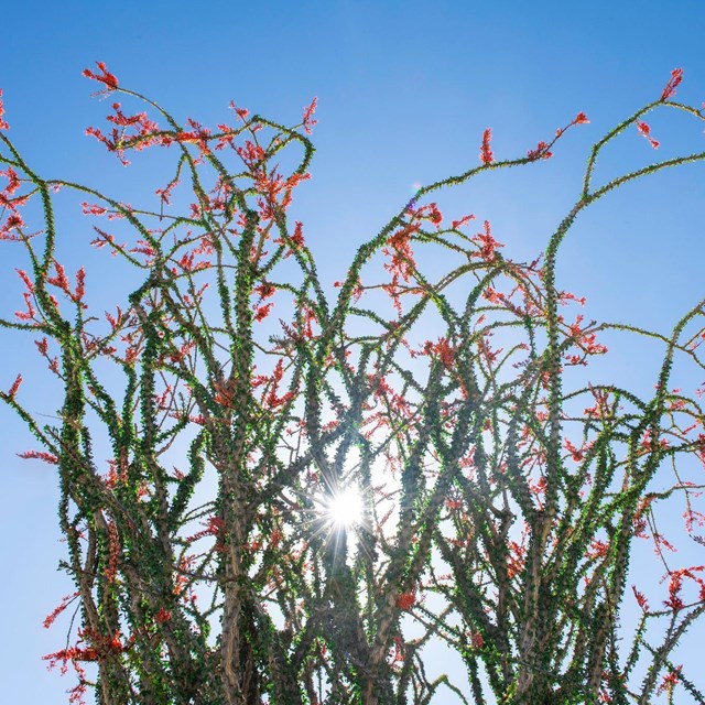 Red flowers grow atop spindly green stems of an ocotillo against a blue sky