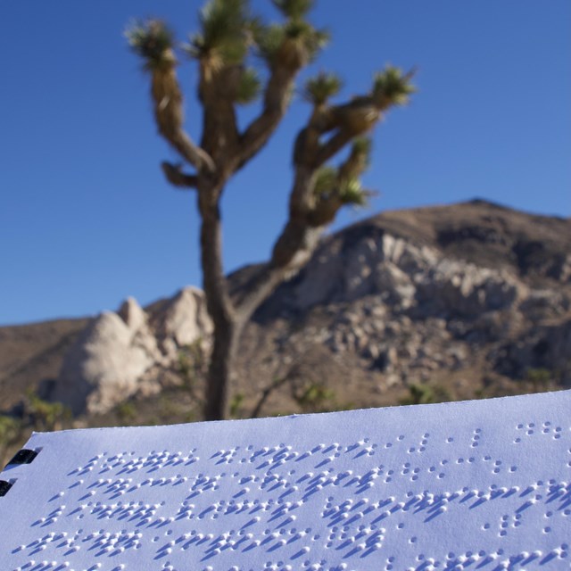 A page of the braille brochure with a Joshua tree and desert landscape in the background.