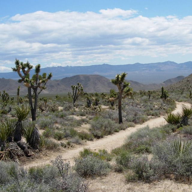 A Joshua tree covered desert landscape with a dirt trail running through it.