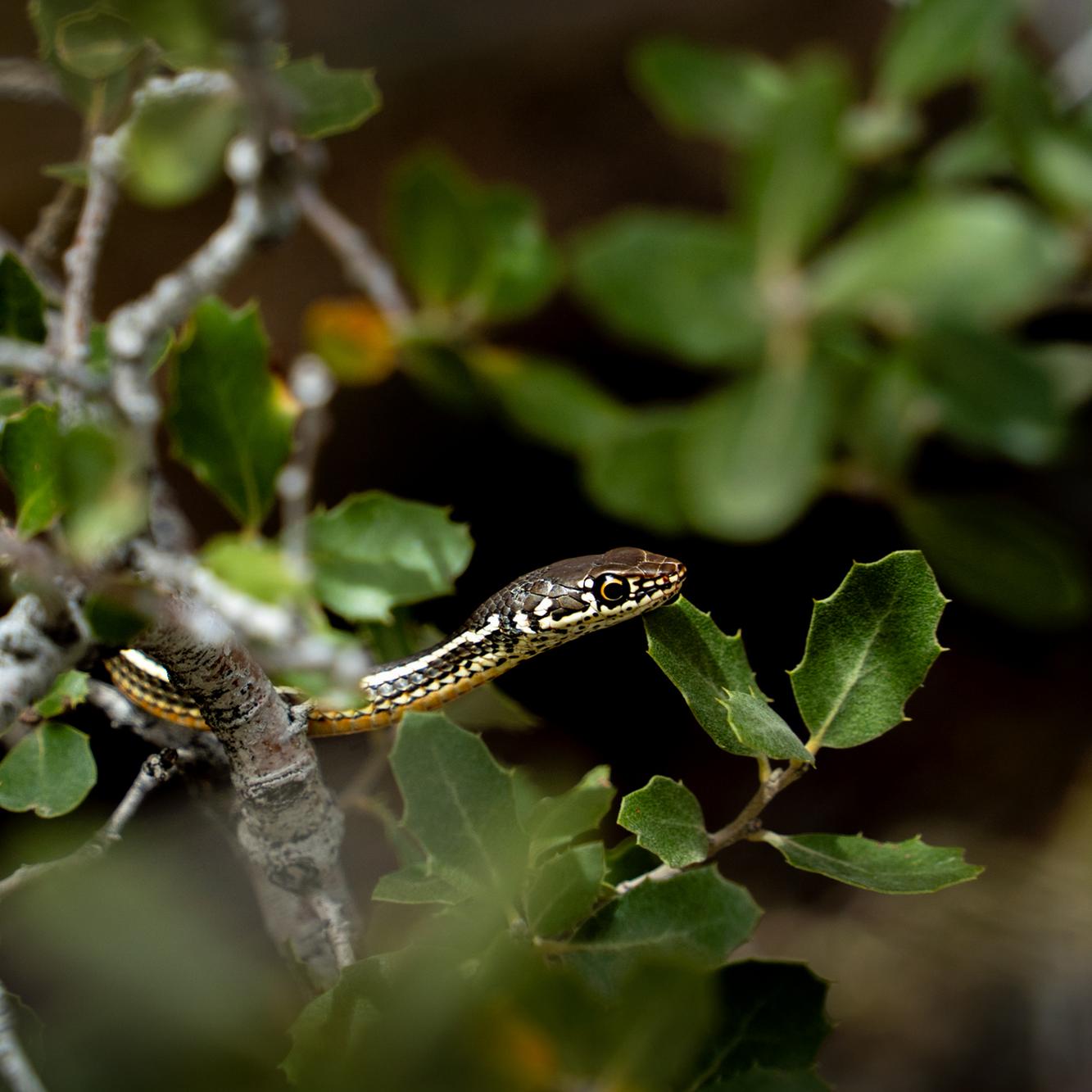 A small black and yellow snake in a bush.