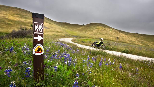A biker on a path surrounded by hills with Lupines and an Anza Trail marker